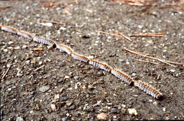ORUGAS DE PROCESIONARIA EN BUSCA DE UN PINO .EN PUERTO LOBO.FOTO ALFREDO AGUILAR