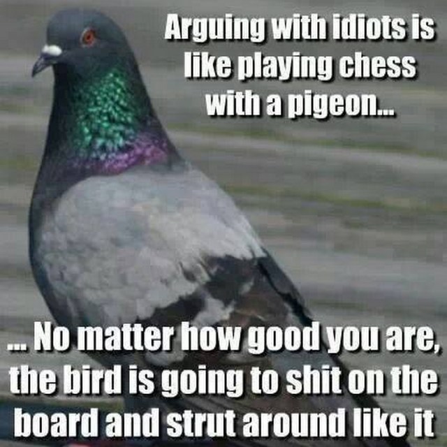 pigeon